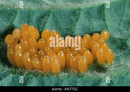 Il Colorado potato beetle, Colorado beetle, potato beetle (Leptinotarsa decemlineata), uova Foto Stock