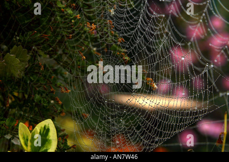 Globuletti di acqua su una spider web in autunno Foto Stock