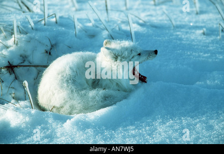 Arctic Fox (Alopex lagopus), sbadigli, Canada, Manitoba Foto Stock