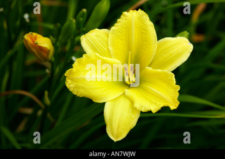 HEMEROCALLIS FLUTTER VERDE Foto Stock