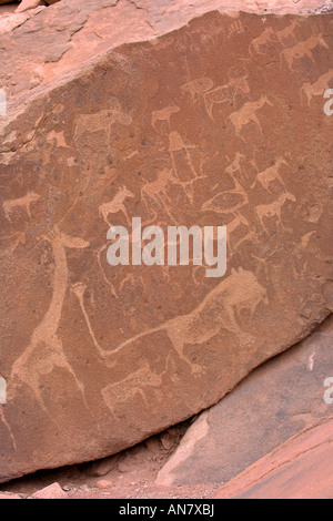 Antiche incisioni rupestri di animali in pietra arenaria rossa a Twyfelfontein in Damaraland Namibia Foto Stock