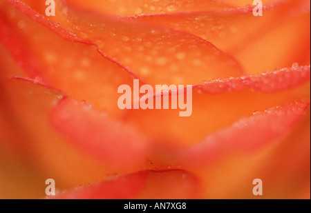 Rosa (Rosa spec.), Blossom, dettaglio, con gocce di rugiada Foto Stock