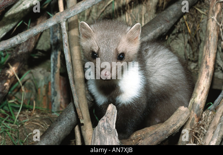 Faina, faina (Martes foina), seduto tra legno, Germania Foto Stock