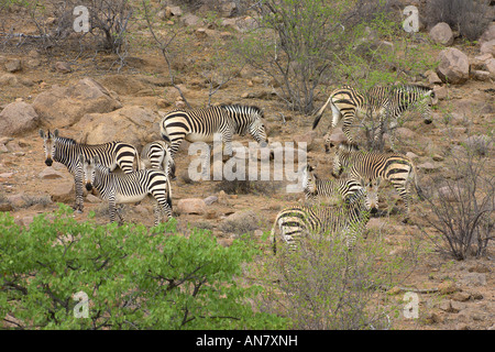 Allevamento di Hartmanns mountain zebra Equus zebra hartmanni Hobetere Namibia Novembre Foto Stock