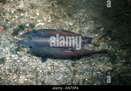 Il salmone del Danubio, huchen (Hucho hucho), la deposizione delle uova, Germania Foto Stock