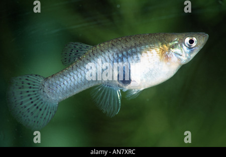 Pesce di zanzara, mosquitofish (Gambusia affinis cfr affinis), femmine gravide, Croazia Foto Stock