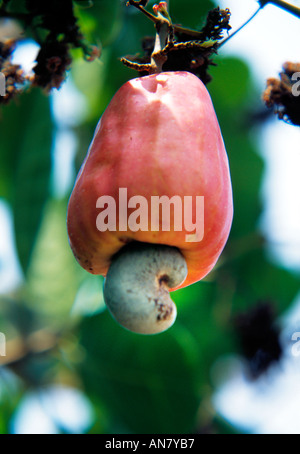 Anacardi Apple (Excelsum occidentale L.) con kernel sulla punta del 'pseudo frutta " maturazione su un albero. Foto Stock