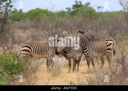 Allevamento di Hartmann s mountain zebra Equus zebra hartmanni Etosha National Park Namibia Novembre Foto Stock