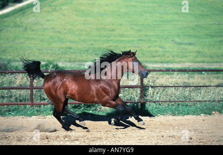 Cavallo Shagya-Arab (Equus przewalskii f. caballus), corsa, Germania Foto Stock