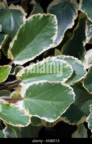 Eryngium planum 'Jade Frost' variegata di foglie fogliame verde blu e crema bianca bordati con steli rosso rosa (Mare Holly) closeup Foto Stock