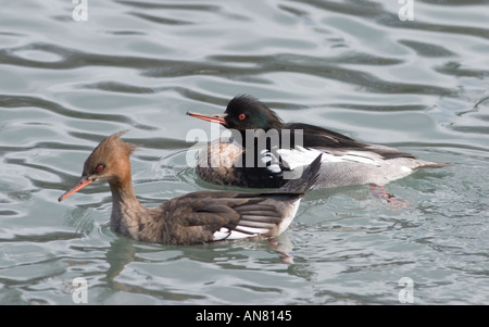 Coppia di petto rosso mergansers Mergus serrator Lincoln Park South Pond Chicago Illinois Foto Stock