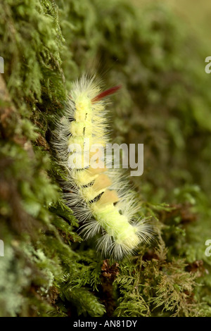 Pale Tussock Moth (Calliteara pudibunda) Caterpillar close up Foto Stock