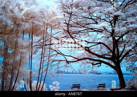 Digital Infrared Photography scene naturali Foto Stock