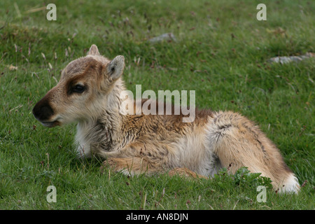 Raro bosco europeo renne (Rangifer Tarandus Fennicus) vitello presso l'Highland Wildlife Park in Scozia. Foto Stock