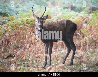 Un giovane cervo rosso cervo durante l'autunno rut Foto Stock