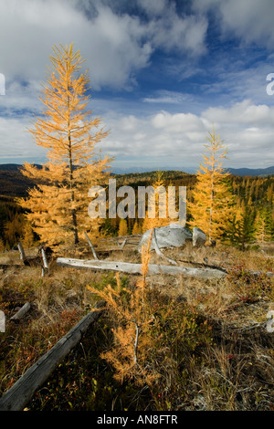 Escursionista e Tamarack o larice in autunno a colori Parco nazionaledi North Cascades Washington Foto Stock