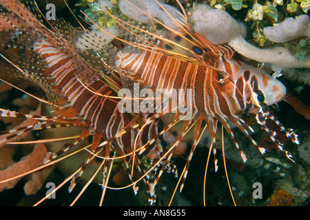Coppia di leone spotfin Pterois antennata poggiante sulla barriera corallina di notte Dumaguete Negros Filippine Foto Stock