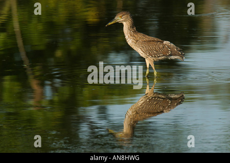 I capretti nero-incoronato Night-Heron (Nycticorax nycticorax) in piedi in una palude con immagine riflessa in acqua Foto Stock