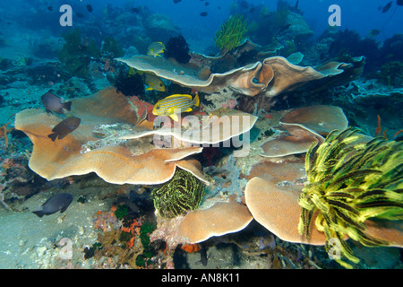 Il gruppo di nastro sweetlips Plectorhinchus polytaenia rifugi in corallo Montipora sp Apo Riserva Marina Isola Filippine Foto Stock