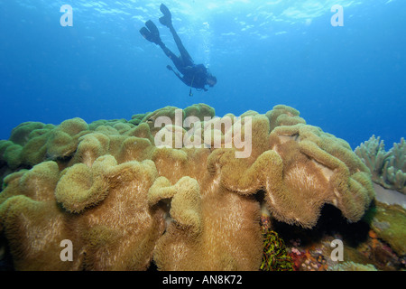 Diver si libra sul cuoio coral Sarcophyton sp Apo Riserva Marina Isola Filippine Visayan mare Foto Stock