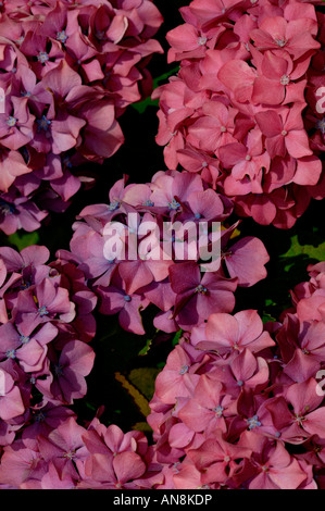 I fiori delle ortensie su questo arbusto di latifoglie. Foto Stock