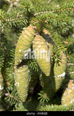 Coni di Wilson's Abete rosso Picea wilsonii Foto Stock