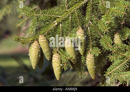 Coni di Wilson's Abete rosso Picea wilsonii Foto Stock