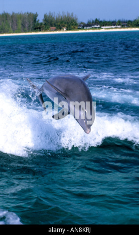 Dolphin jumping Grand Bahama Bahamas Foto Stock