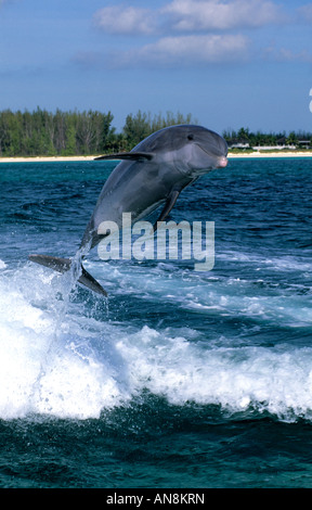 Dolphin jumping Grand Bahama Bahamas Foto Stock