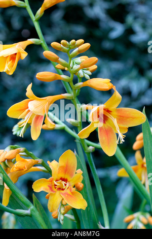 CROCOSMIA DIADEME Foto Stock