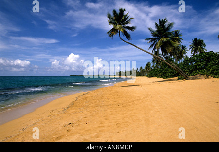 Orme orme di sabbia sulla spiaggia di Tres Palmitas Puerto Rico Foto Stock
