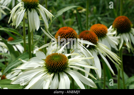 RUDBECKIA PURPUREA White Swan Foto Stock