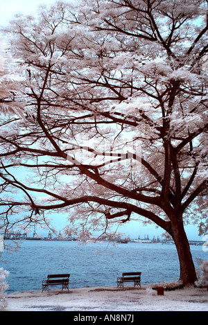 Digital Infrared Photography scene naturali Foto Stock