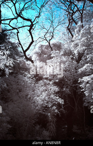 Digital Infrared Photography scene naturali Foto Stock