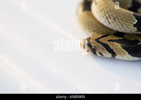 Giovani comuni Kukri Snake su bianco Foto Stock