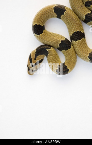 Giovani comuni Kukri Snake su bianco Foto Stock