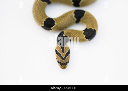 Giovani comuni Kukri Snake su bianco Foto Stock