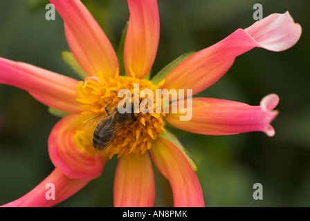 Un lavoratore di miele delle api (Apis mellifera) raccoglie il polline su un luminoso fiori colorati. Foto Stock