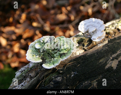 Staffa bitorzoluto fungo Trametes gibbosa Polyporaceae Foto Stock