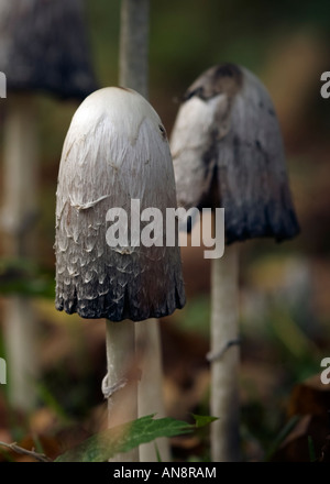 Shaggy copertura di inchiostro per i boschi Foto Stock