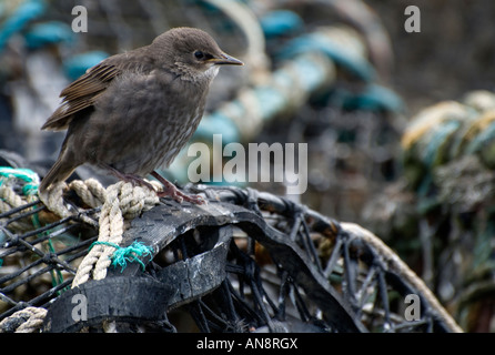Giovani starling su reti di granchio Foto Stock