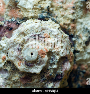 Immagine macro di un vecchio usurato trionfante shell Star Foto Stock