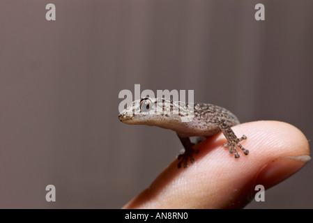 Christinus marmoratus Foto Stock