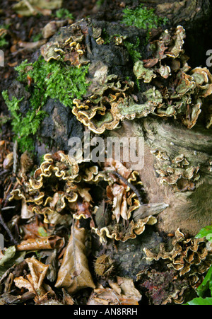 Staffa bitorzoluto fungo Trametes gibbosa Foto Stock