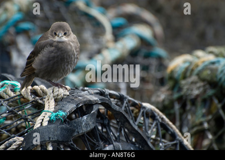 Giovani starling su reti di granchio nella nuova foresta, hampshire, Regno Unito Foto Stock