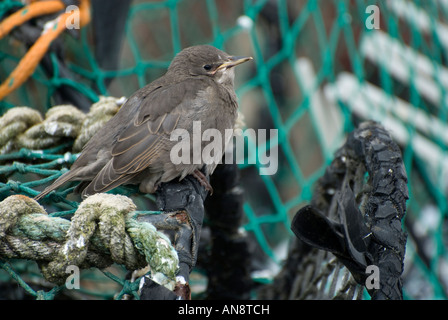 Giovani starling su reti nella nuova foresta, hampshire, Regno Unito Foto Stock