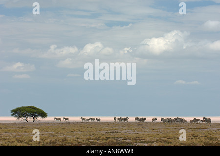 Allevamento di Burchells zebra Equus quagga burchelli dall'Etosha Pan Etosha National Park Namibia Novembre Foto Stock