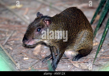 Agouti foresta pluviale Belize Foto Stock