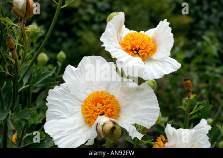 ROMNEYA COULTERI TREE di semi di papavero Foto Stock