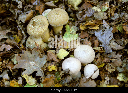 Puffball funghi Lycoperdon Perlatum Foto Stock